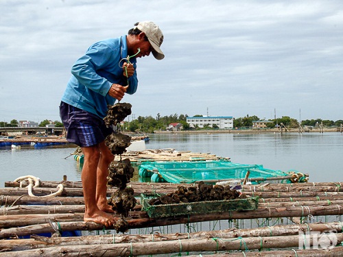 Việt Nam và Nhật Bản thúc đẩy hợp tác phát triển chuỗi nuôi hàu  Kinh  doanh  Vietnam VietnamPlus