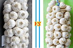 So Sánh Tỏi Lý Sơn Và Tỏi Phan Rang Tỏi Nào Tốt Hơn?